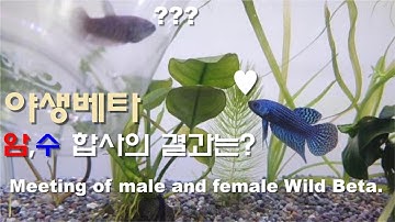 [야생베타] 야생베타는 암, 수 합사 가능할까?/Wild Betta fish mating/Low-Tech aquarium