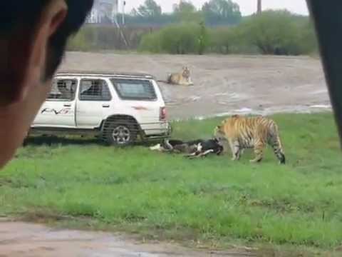 tiger eating man alive