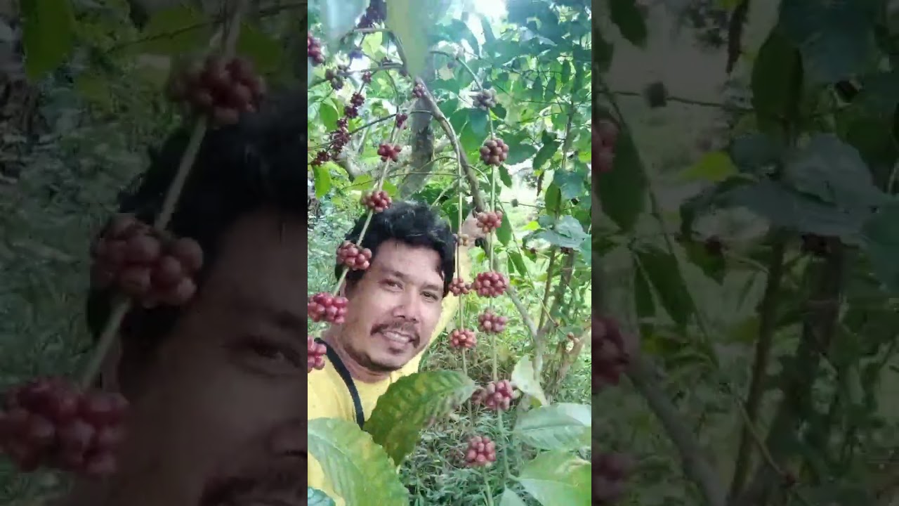 Coffee farming/ tips- Diskarte para dumami ang bunga at sanga ng ating KAPE, Part 2
