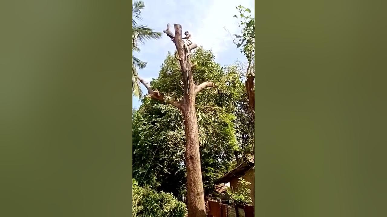 cutting mango tree 2 YouTube