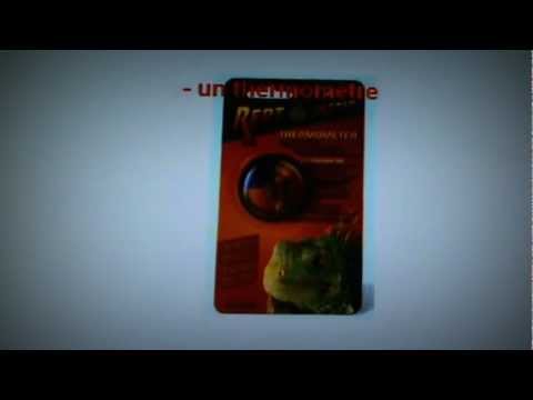 comment elever un gecko leopard - YouTube comment elever un gecko leopard - YouTube