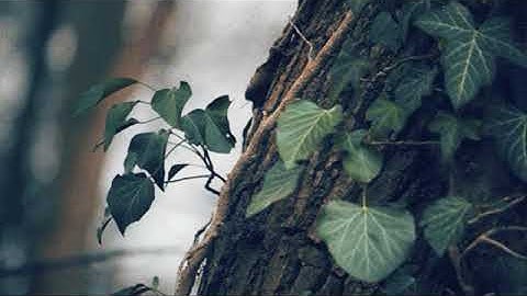 حالات واتساب سورة القدر || هزاع البلوشي || ستوريات سورة القدر