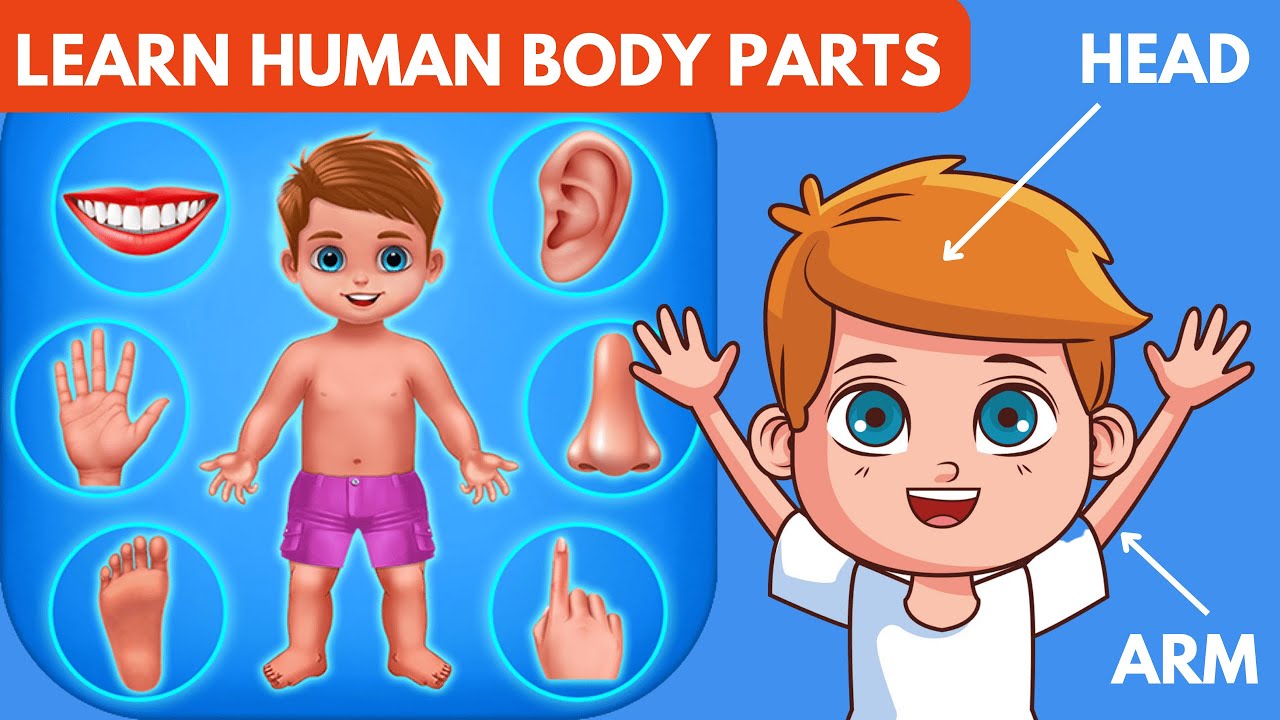 Learn English for kids - Body Parts Vocabulary- parts of the body ...