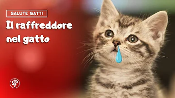 Perché il gatto ha sempre il raffreddore?