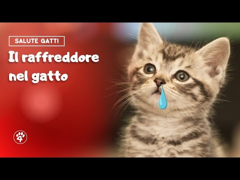 Video: Come trattare un cane con congestione nasale