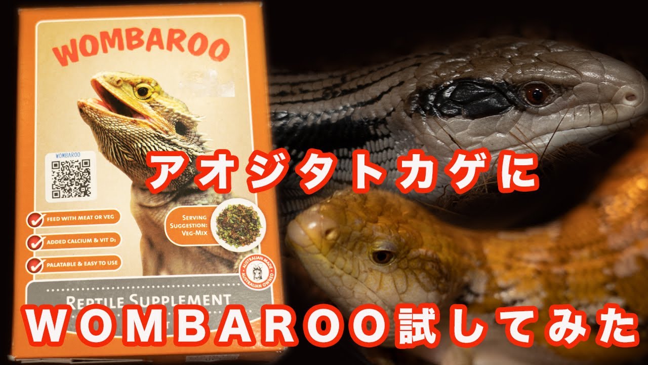 アオジタトカゲにWOMBAROOを試してみた！