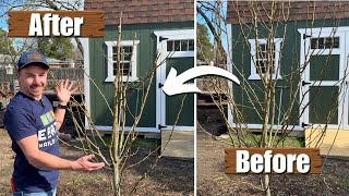 Pruning Fruit Trees 101