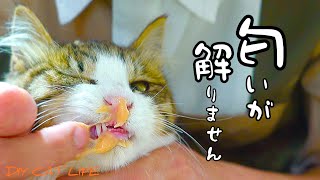 子猫がいつまで経ってもご飯を食べんけん無理やりチュールまみれにした【桜の下の猫】#8