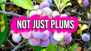 Beach Plums - Much more interesting than plums.