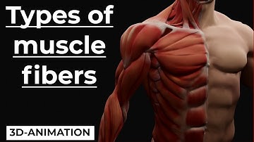 Muscle Fiber Types Explained in 3 Minutes!!