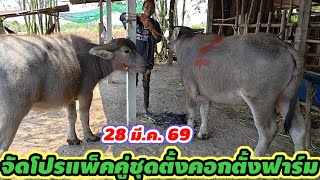28 มี.ค.69/ จัดโปรชุดตั้งคอกตั้งฟาร์ม. ควายสาว ลูกช้าง + ลูกเก้า.แพ็คคู่ ราคาหน้าต่อรอง...
