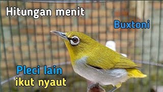 Pleci Betina Birahi Memanggil Jantan Cocok Buat Pancingan Agar Pleci Buka Paruh