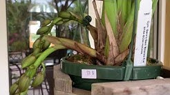 Orchid Haul, Boca Raton Orchid Society Valentine's Show 2019 