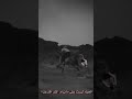 الرحيل إلى الوجه الاخر حالات وتس اب
