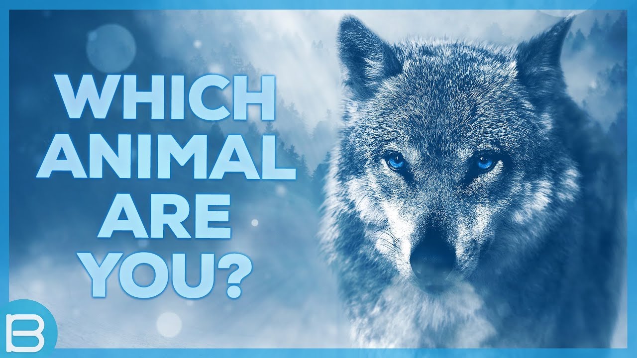 Which Animal Are You