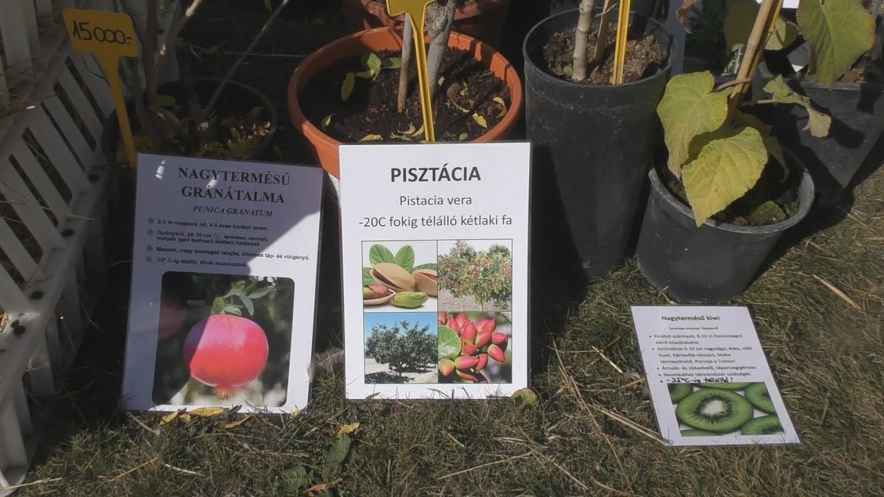 Egzotikus növények - Monor Kisállat börze