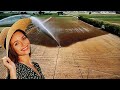 #Irrigazione a pioggia #Campagna Cremonese #Italy