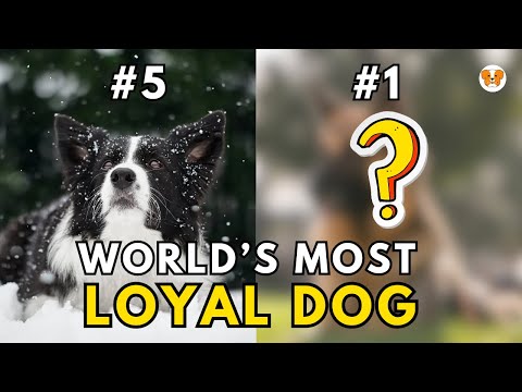 Top 5 Most Loyal Dog Breeds in the World! (The Heartbeat of Loyalty)