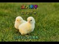 金沢明子 ヒヨコグサ 2023.12.06発売