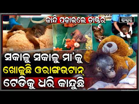 ରାତି ସାରା ଶୋଉନି ଓରାଙ୍ଗଉଟାନ୍, ସକାଳୁ ସକାଳୁ ମା’କୁ ଖୋଜୁଛି... ଟେଡିକୁ ଧରି ଭୋ ଭୋ କାନ୍ଦୁଛି...