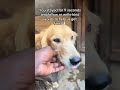 link in bio please together we can save these innocent souls 🙏💗 #myrescue #helpinghumanity #helpfeed