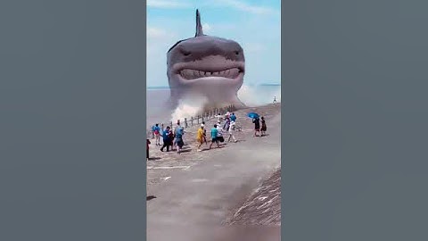tubarão gigante na praia  #tubarão