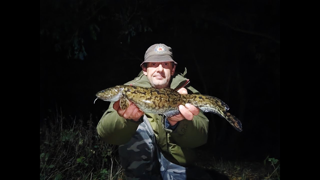 Mník jedovousý..Lota Lota..Nelovím jen Kapry 2.