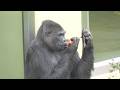 アイとトマトとナス　東山動植物園　ゴリラ　202604