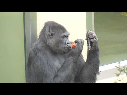 Ai, tomatoes and eggplants Higashiyama Zoo, Gorilla, 202604 - YouTube