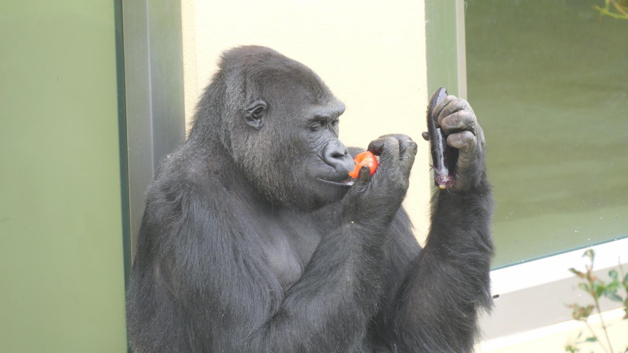 Ai, tomatoes and eggplants Higashiyama Zoo, Gorilla, 202604 - YouTube