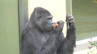 Ai, tomatoes and eggplants Higashiyama Zoo, Gorilla, 202604 - YouTube