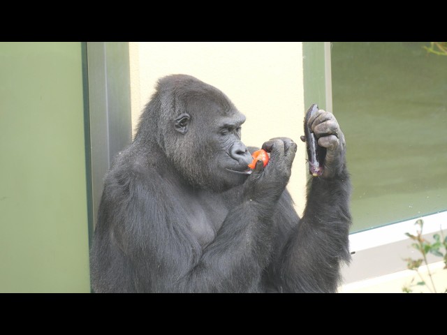 Ai, tomatoes and eggplants Higashiyama Zoo, Gorilla, 202604 - YouTube