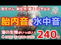 【赤ちゃん 泣き止む】胎内音+水中音(羊水) 赤ちゃんが寝る 寝かしつけ 海の生き物動画 4時間 ※途中広告なし