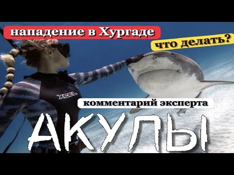 ЧТО ДЕЛАТЬ ЕСЛИ УВИДЕЛ АКУЛУ.  Новое нападение акулы в Египте. Египет 2022 - как взять билеты