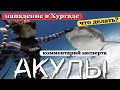 АКУЛА ЗАГРЫЗЛА ТУРИСТОК В ХУРГАДЕ. Египет 2022 - можно ли ехать отдыхать?