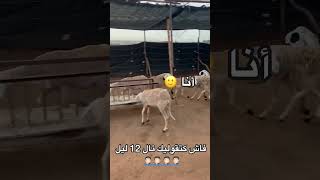 فاش كتقوليك تا 12 دليل 🤦‍♂️🤦‍♂️🤦‍♂️ #shorts