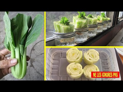 Vidéo: Repousser les plantes de bok choy - Comment faire repousser le bok choy dans l'eau