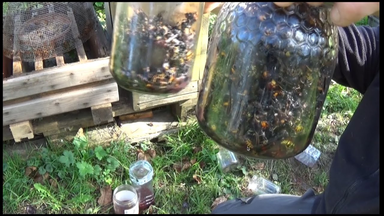 Frelons asiatiques - Opération 