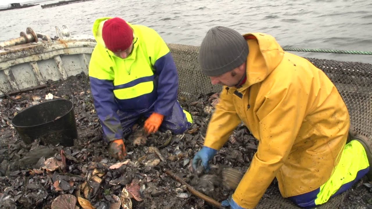 Porto de Cambados. Recogida y procesado de la vieira.
