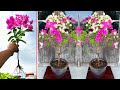Growing flower from branches unexpectedly has 2 colors secret to tree having super many flowers