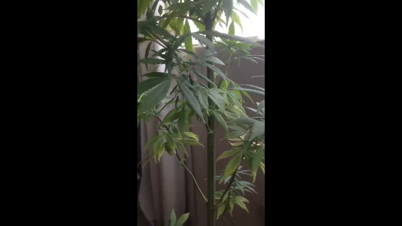 Super Cropping Marihuana = Cogollos mas grandes!