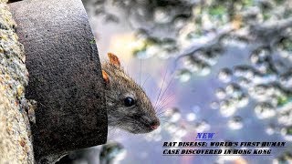 Rat disease: World's First Human Case Discovered in Hong Kong | MW NEWS |2018