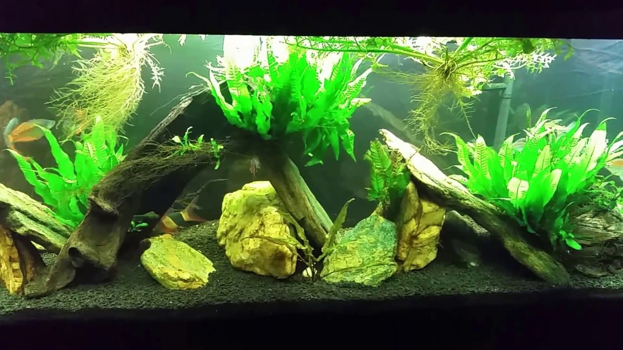 How I ship The Water Sprite and Java Fern I Sell