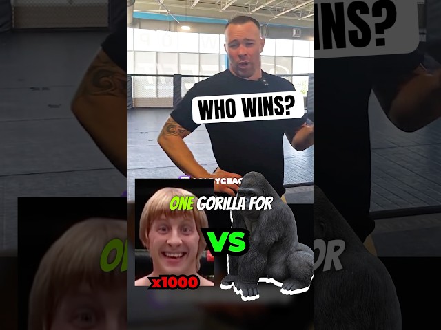 Who would win in a fight between 1000 Paddy Pimbletts vs 1 Gorilla? #ufc #mma #colbycovington