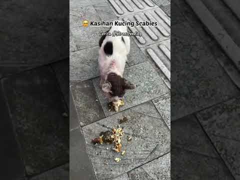 Βίντεο: Το κοτόπουλο είναι καλό για σκυλιά;