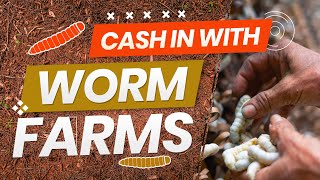 $360K Selling Worms | How To Cash In With Worm Farms