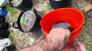 Time To Pick A Winner - 2026 OutDoor Auto Flower Grow Series