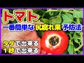 タダで1秒で出来る一番簡単なトマトの尻腐れ予防(映像より上の方までやってください)尻腐れ症(尻腐れ病)の原因と対策 尻腐れ対策/尻腐れ果