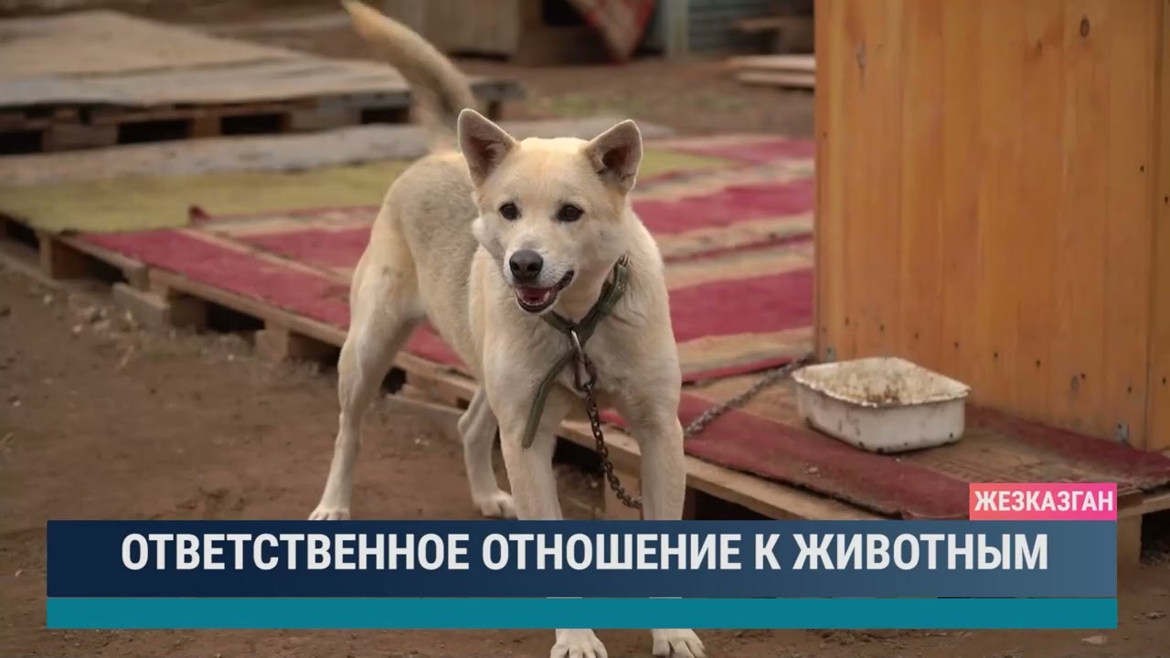 ULYTAU AQPARAT. Дневные новости. 21.11.2023