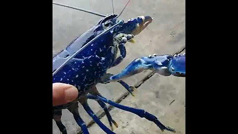 Уникальный синий омар